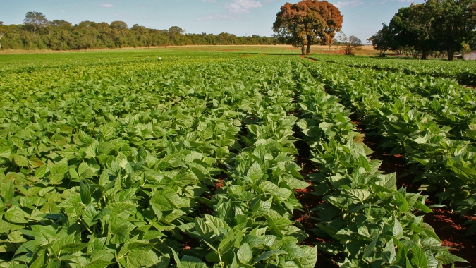 Primeiros dias do feijão exigem atenção do agricultor