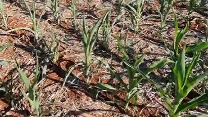 Clima influencia a cultura do milho segunda safra no Mato Grosso do Sul