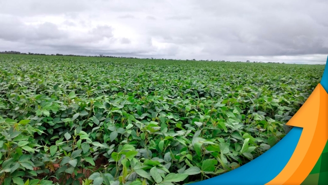 Oeste da Bahia está há praticamente 50 dias sem Sol e perdas na soja já são esperadas