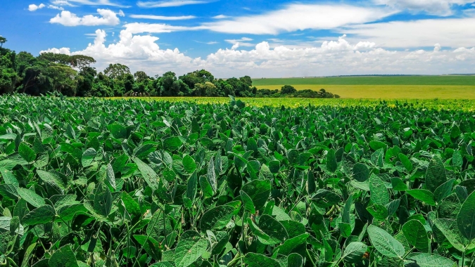 Mato Grosso do Sul inicia safra de soja 22/23 com vendas 20% atrasadas e custos 26% maiores