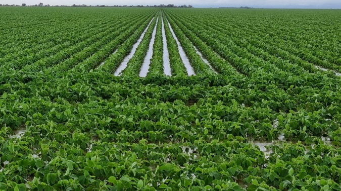 Excesso de chuvas atinge lavouras de soja na Bahia com alagamentos e plantas mortas