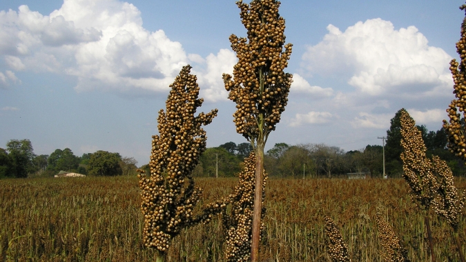 Brasil habilita primeiros estabelecimentos para exportação de DDGs e sorgo à China