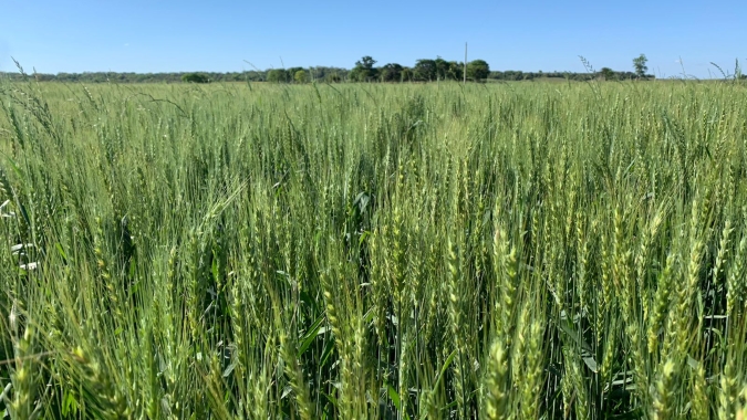 Plantio do trigo está quase finalizado no Paraná e lavouras se desenvolvem bem