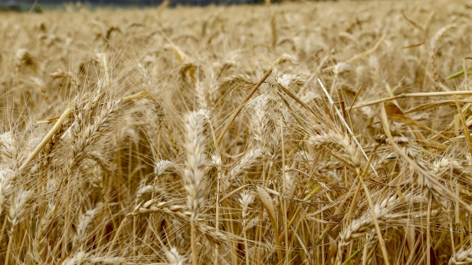 USDA: Vendas semanais de trigo 21/22 dos EUA totalizam 269,3 mil t; dentro das expectativas