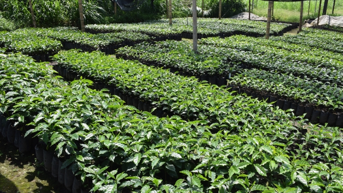 Produção de café na Colômbia registra queda de 22% em novembro; exportação recua 11%