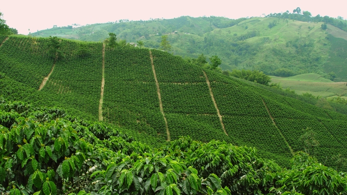 Café: Com preços tendo suporte na quebra do Brasil, Colômbia espera aproveitar alta para avançar no mercado em 2022