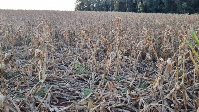 Deral indica queda de produtividade do milho em todas as regiões do Paraná