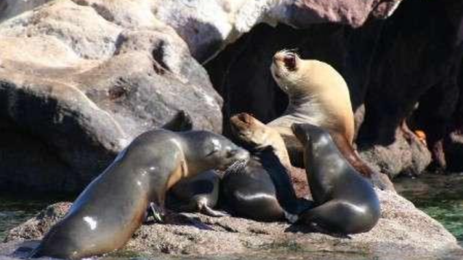 Chile: número de animais marinhos mortos no 1º tri de 2023 sobe 482,4% devido a gripe aviária