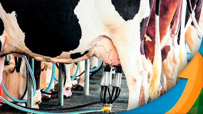 Segundo semestre deve ter recuo no preço do leite pago ao produtor, mas baixa dos custos de produção ainda garantirão margem de lucro