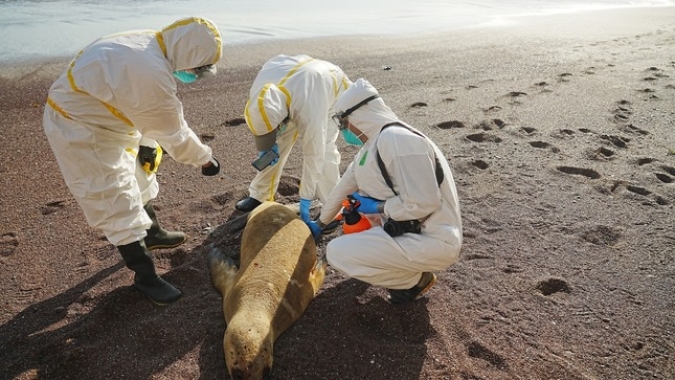 Gripe Aviária: Peru já registra morte de 3.487 leões-marinhos e de 63.000 aves