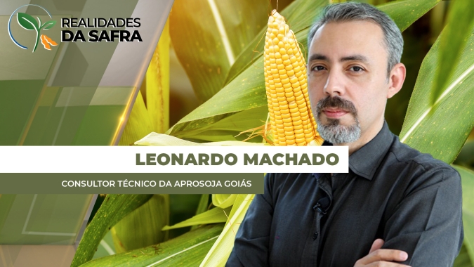Goiás tem área menor e clima comprometendo segunda safra de milho; comercialização está travada