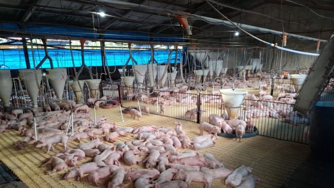 Licenciamento ambiental impulsiona suinocultura e fortalece produção sustentável no Acre