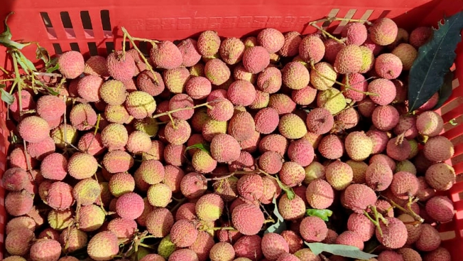 Com oferta concentrada em dezembro, lichia é fruta das festas de final de ano