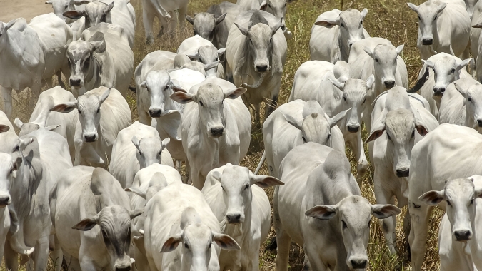 Aprosoja MT homenageia o dia da pecuária e destaca a força do setor na produção de proteína animal