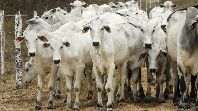 Boi/Cepea: Bezerro se valoriza mais que boi magro