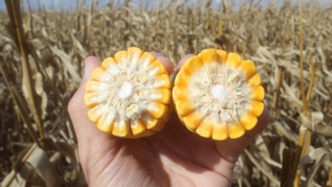 Colheita do milho vai à 12% na Argentina e produtividade média é de 65 sc/ha, diz BCBA