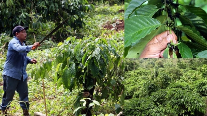 México: Altas temperaturas e seca atingem 80% das lavouras de café e produtores buscam por ajuda