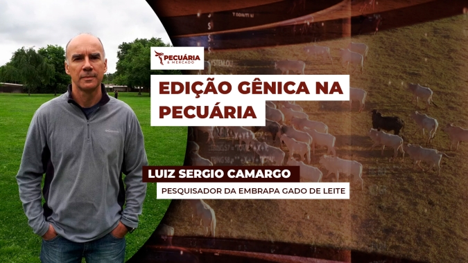 Edição gênica com Angus avança com tropicalização da raça e menor infestação de carrapato em estudo