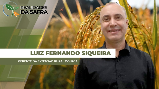 Com previsão de produtividade mais modesta que safra anterior, RS dá início à colheita do arroz