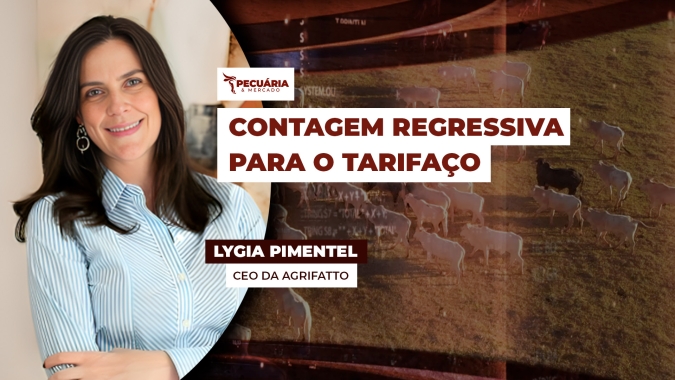 Setor pecuário já precificou tarifaço e arroba do boi tende a se estabilizar e até voltar a subir
