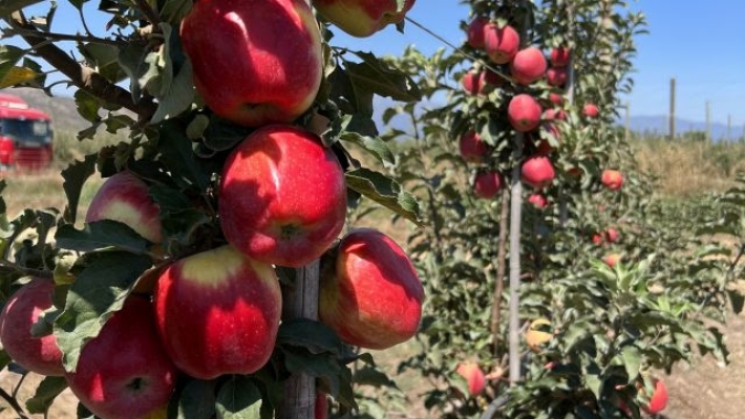 Variedades de maçã da Epagri são produzidas na Europa e avançam para expansão mundial