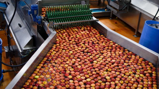 Safra da Maçã 2025/2026 abre oficialmente com expectativa de retorno aos patamares médios históricos e frutos de alta qualidade