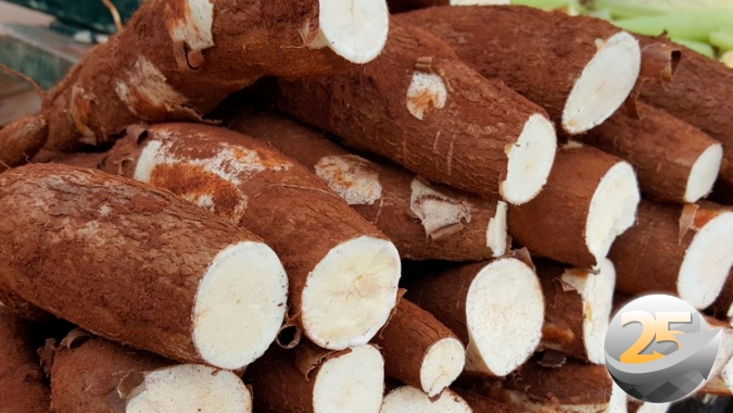 Com produtor migrando para outras culturas e oferta restrita, indicador Cepea tem 8 altas seguidas no preço da mandioca
