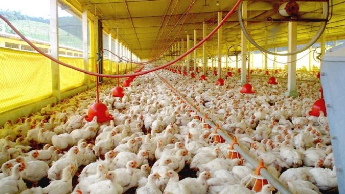 Mato Grosso do Sul abre consulta pública para controle de Salmonella em aviários comerciais