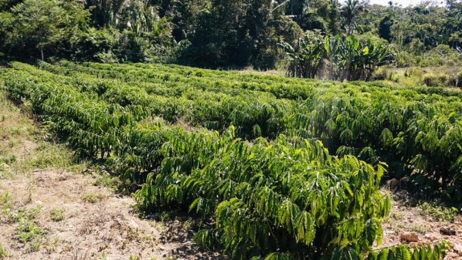 Com apoio do Governo de MT, indígenas cultivam café visando mercado de alto padrão