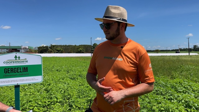 Cultivo do gergelim começa a concorrer com milho na região de Paragominas, por ser uma boa opção para o plantio tardio na segunda safra