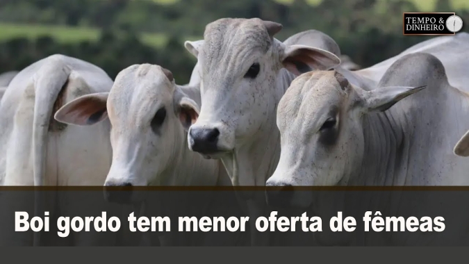 Boi gordo tem menor oferta de fêmeas nos abates e bate os R$249,50 para outubro na B3