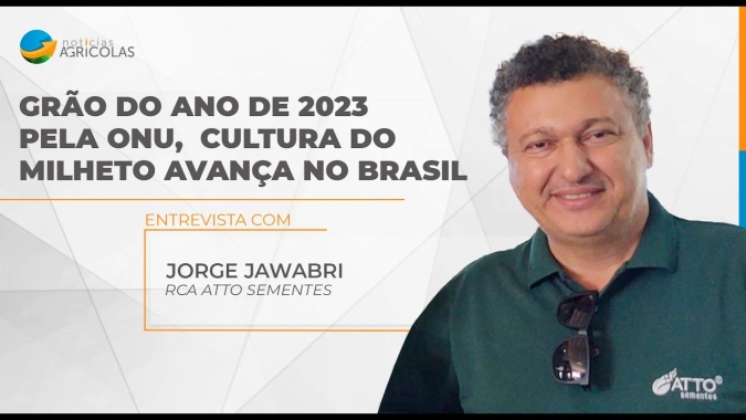 Milheto Granífero é alternativa rentável no sistema de produção para quem precisa fazer rotação de culturas, melhorar qualidade do solo e controlar nematóides