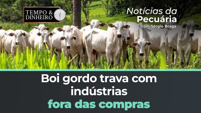 Boi gordo trava com indústrias  fora das compras e baixo escoamento de carne