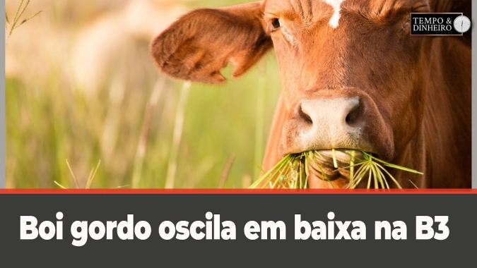 Boi gordo oscila em baixa na B3 e no mercado físico a espera de reação do mercado varejista