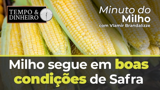 Milho segue em boas condições de Safra.