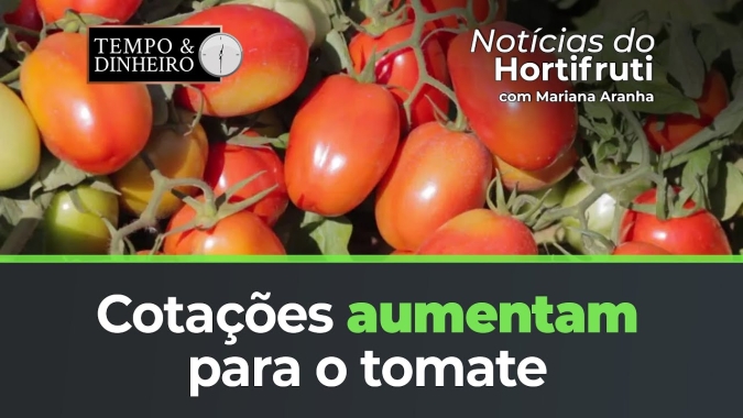 Cotações aumentam nas praças produtoras de tomate