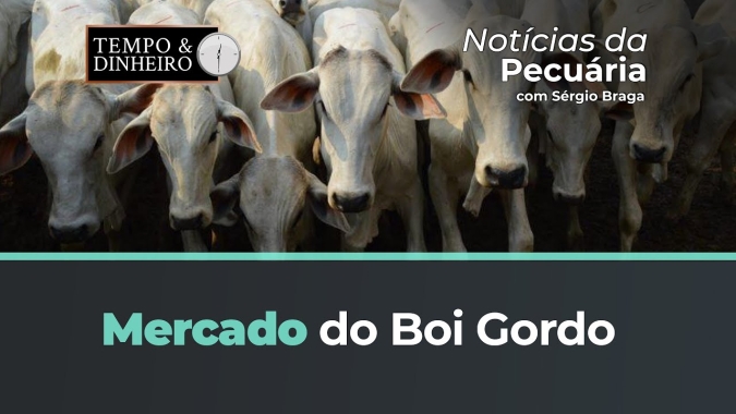 Veja o mercado do Boi