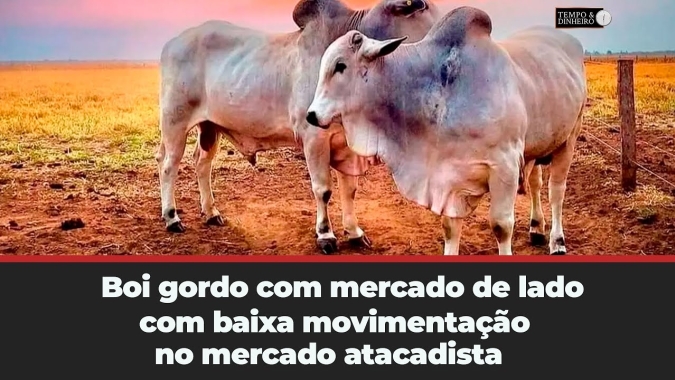Boi gordo com mercado de lado, com baixa movimentação no mercado atacadista. B3 cai e físico patina