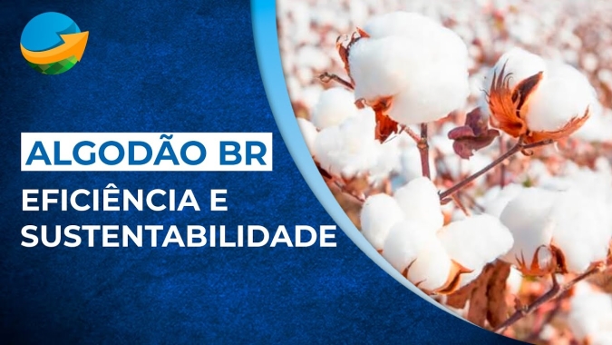 O setor de algodão no Brasil: da PRODUÇÃO à EFICIÊNCIA sustentável
