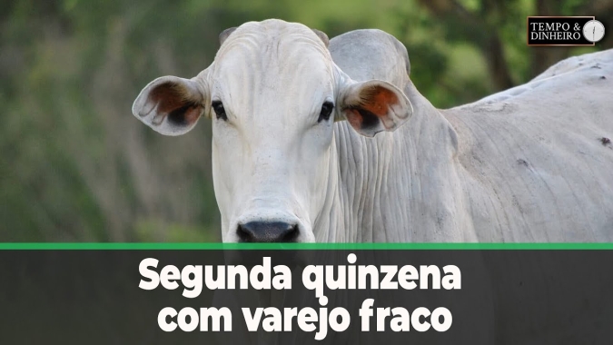 Boi gordo engasga na segunda quinzena com varejo fraco. Acompanhe o comentário de Hyberville Neto
