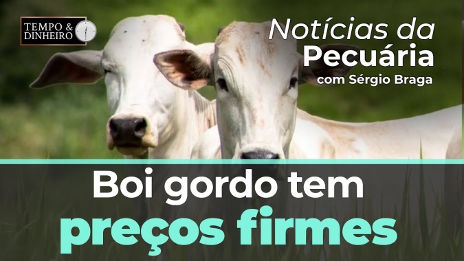 Boi gordo tem preços firmes mas na gangorra da B3. De olho nas fêmeas