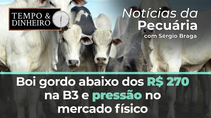 Boi gordo abaixo dos R$ 270 na B3 e pressão no mercado físico