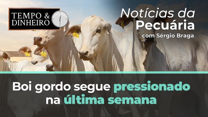 Boi gordo segue pressionado na última semana de abril na B3 e no mercado físico