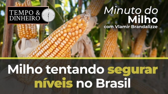 Milho tentando segurar níveis no Brasil e caindo em Chicago