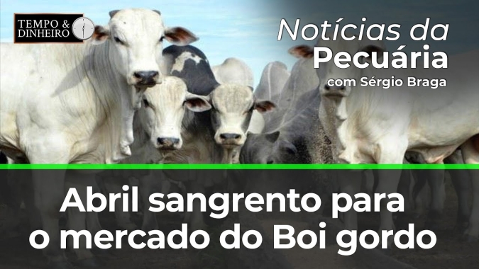 Abril sangrento no mercado do boi gordo!
