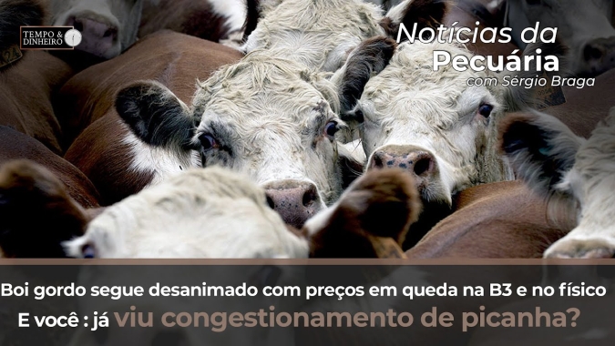 Boi gordo segue desanimado com preços em queda na B3. E você : já viu congestionamento de picanha?