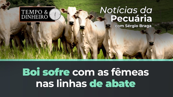 Boi sofre com as fêmeas nas linhas de abate. Pressão segue firme