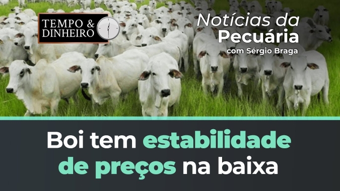 Boi tem estabilidade de preços  na baixa. Teria encontrado piso no fundo do poço?