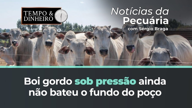 Boi gordo sob pressão ainda não bateu o fundo do poço, alertam analistas de mercado