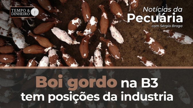 Boi gordo na B3 tem posições da industria no vendido e pressão no mercado físico